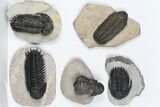 Lot: Assorted Devonian Trilobites - Pieces #84738-2